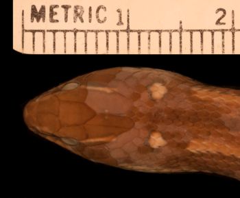 Media type: image;   Herpetology R-46508